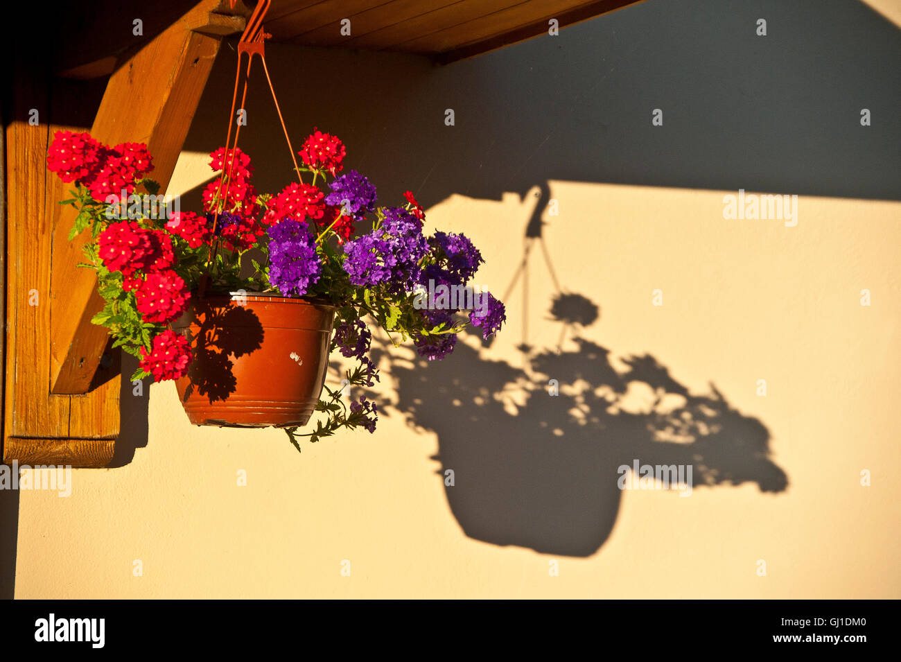 roten & lila Blüten in eine Blumenampel in Frankreich Stockfoto