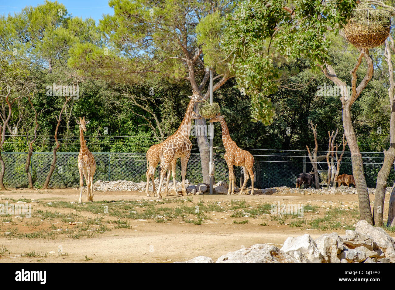 Montpellier Zoologischer Park Stockfoto