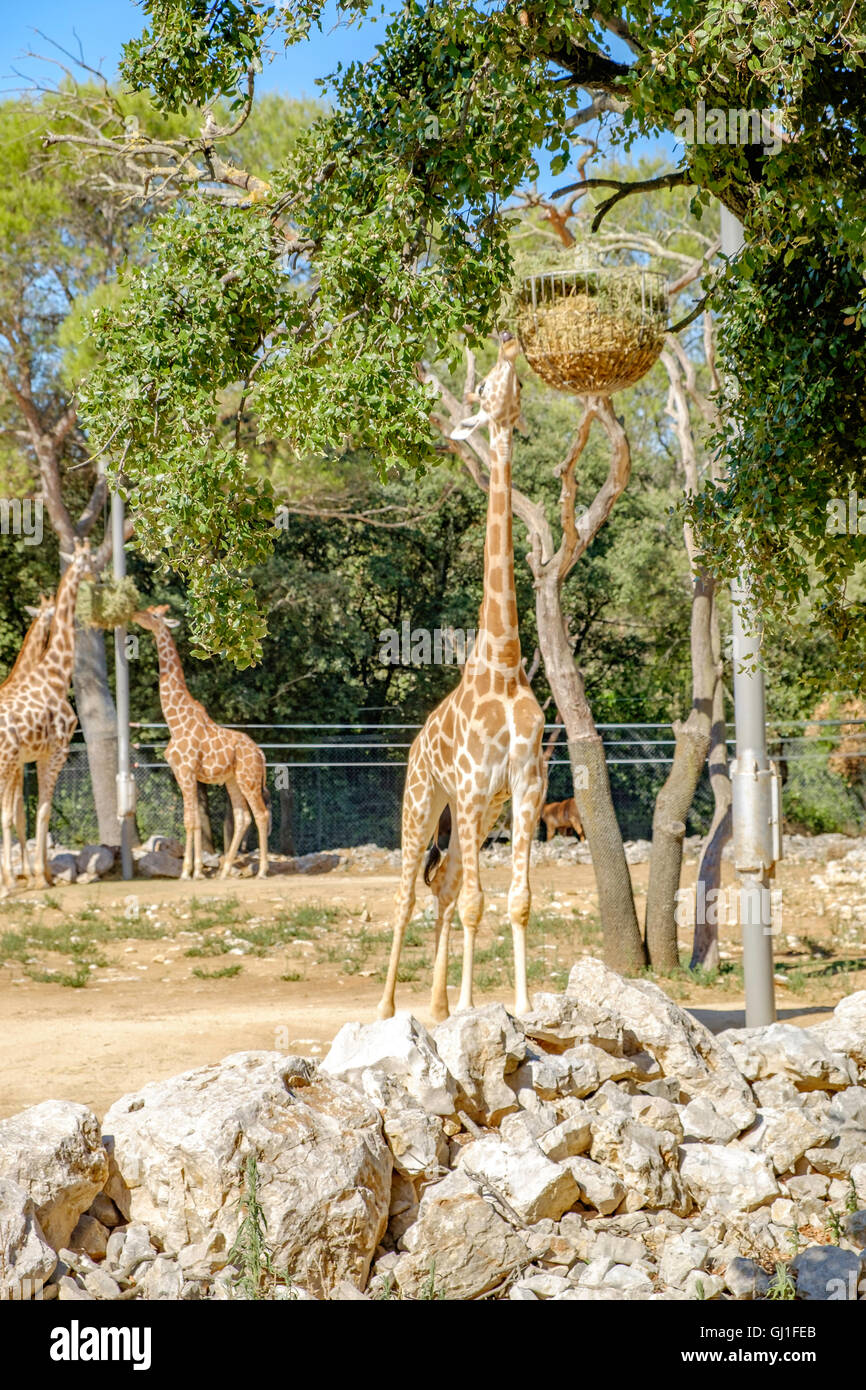 Montpellier Zoologischer Park Stockfoto