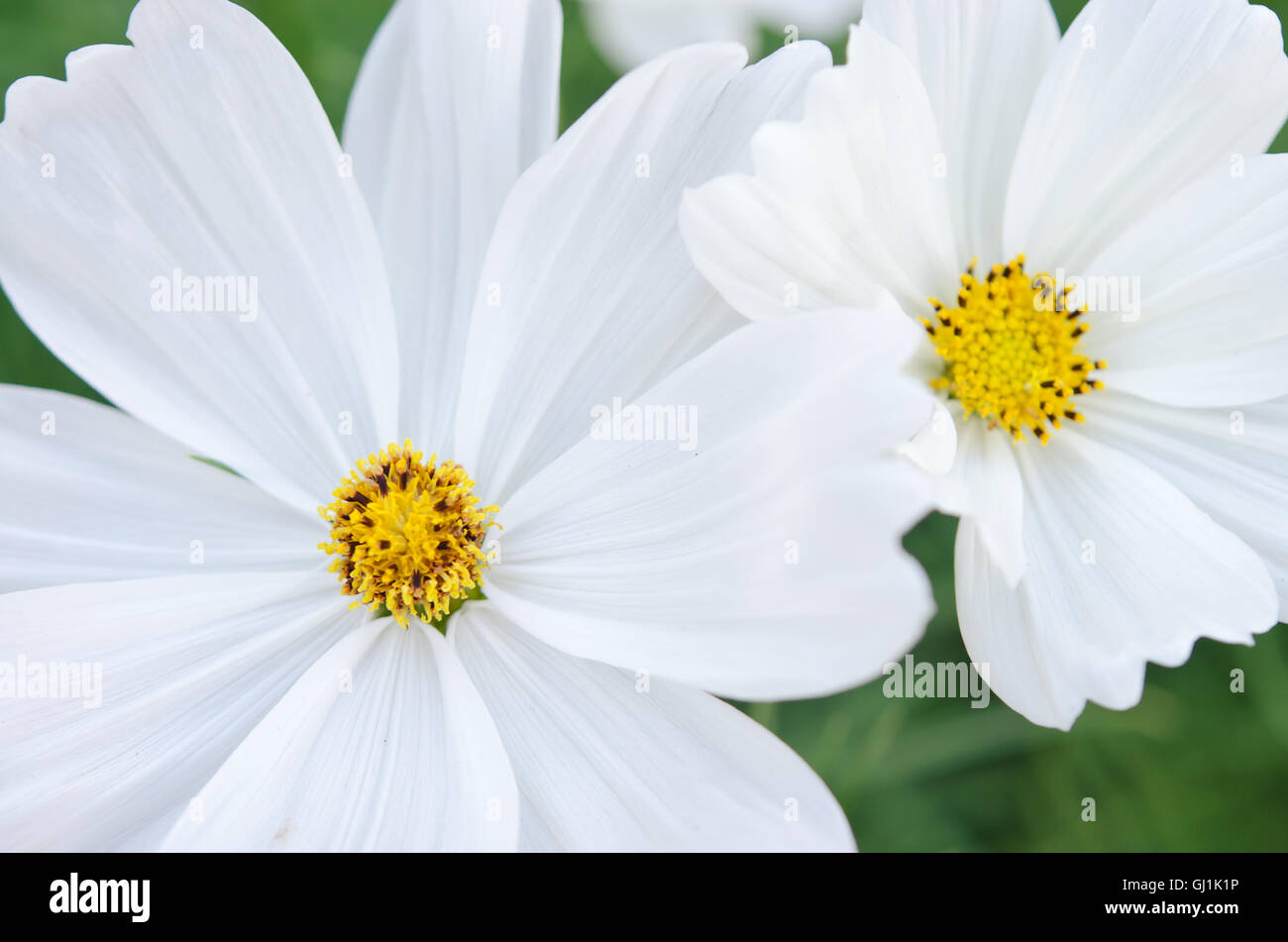 Weiße Aster Blüte (auch als Callistephus Chinensis, Familienname Compositae, Astereae Aster Aster Amellus Blume genannt) in Siri Stockfoto