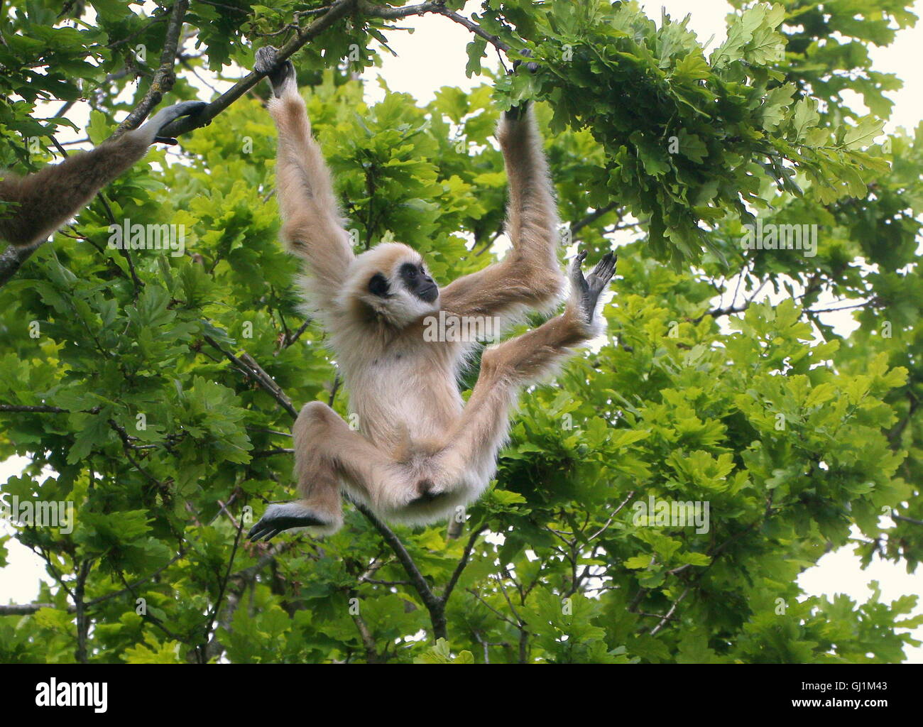 Juvenile Männchen Southeast Asian Lar Gibbon oder weiß übergab Gibbon (Hylobates Lar) schwingen in einem Baum Stockfoto