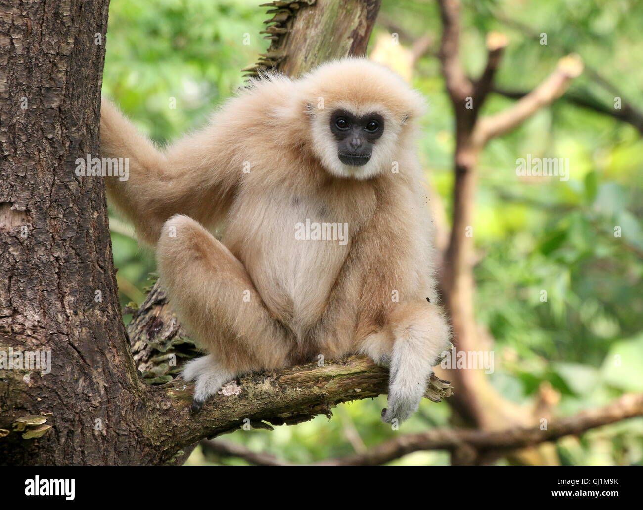 Southeast Asian Lar Gibbon oder weiß übergab Gibbon (Hylobates Lar) sitzt in einem Baum Stockfoto