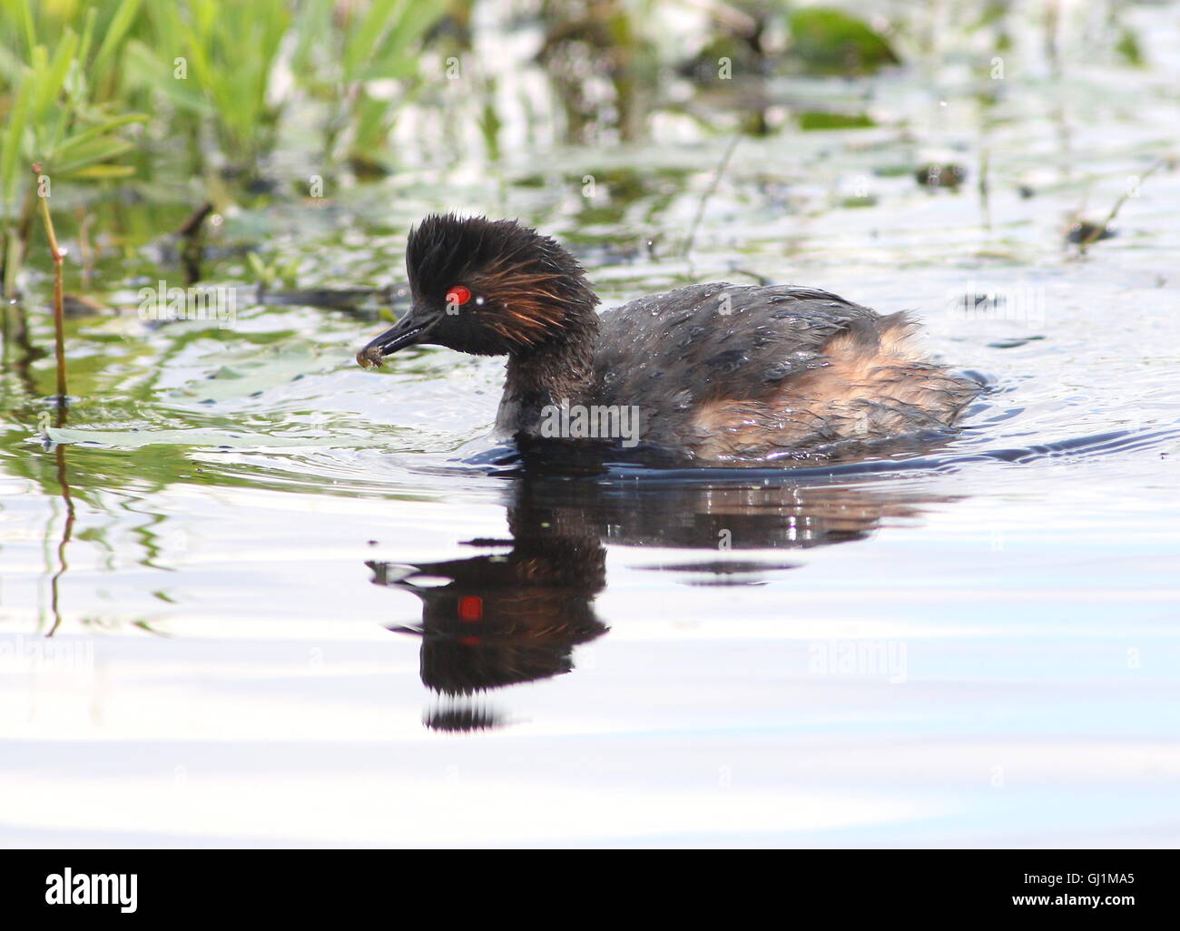 Ältere Schwarzhals Europäische Haubentaucher (Podiceps Nigricollis) mit einem kleinen Grub oder Wasser Insekt Stockfoto