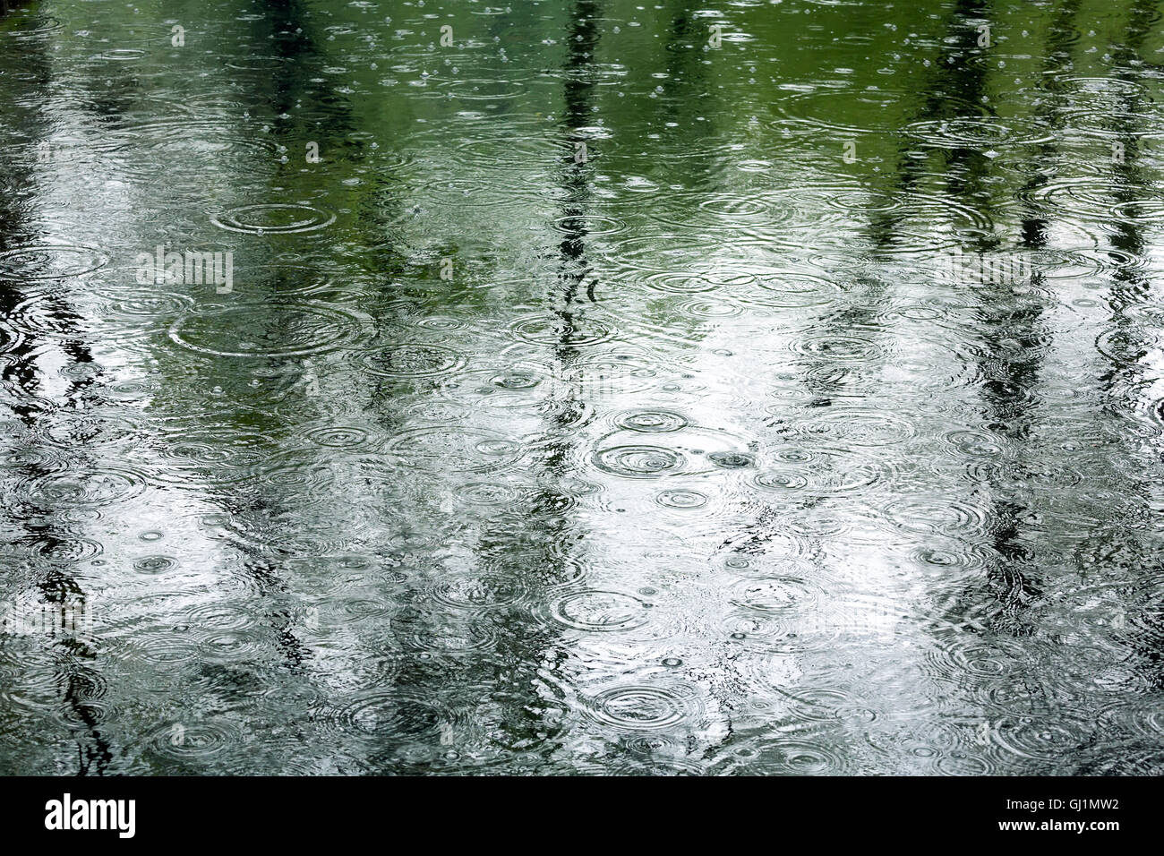 Regen fällt in eine Pfütze mit Bäumen Reflexion Stockfoto