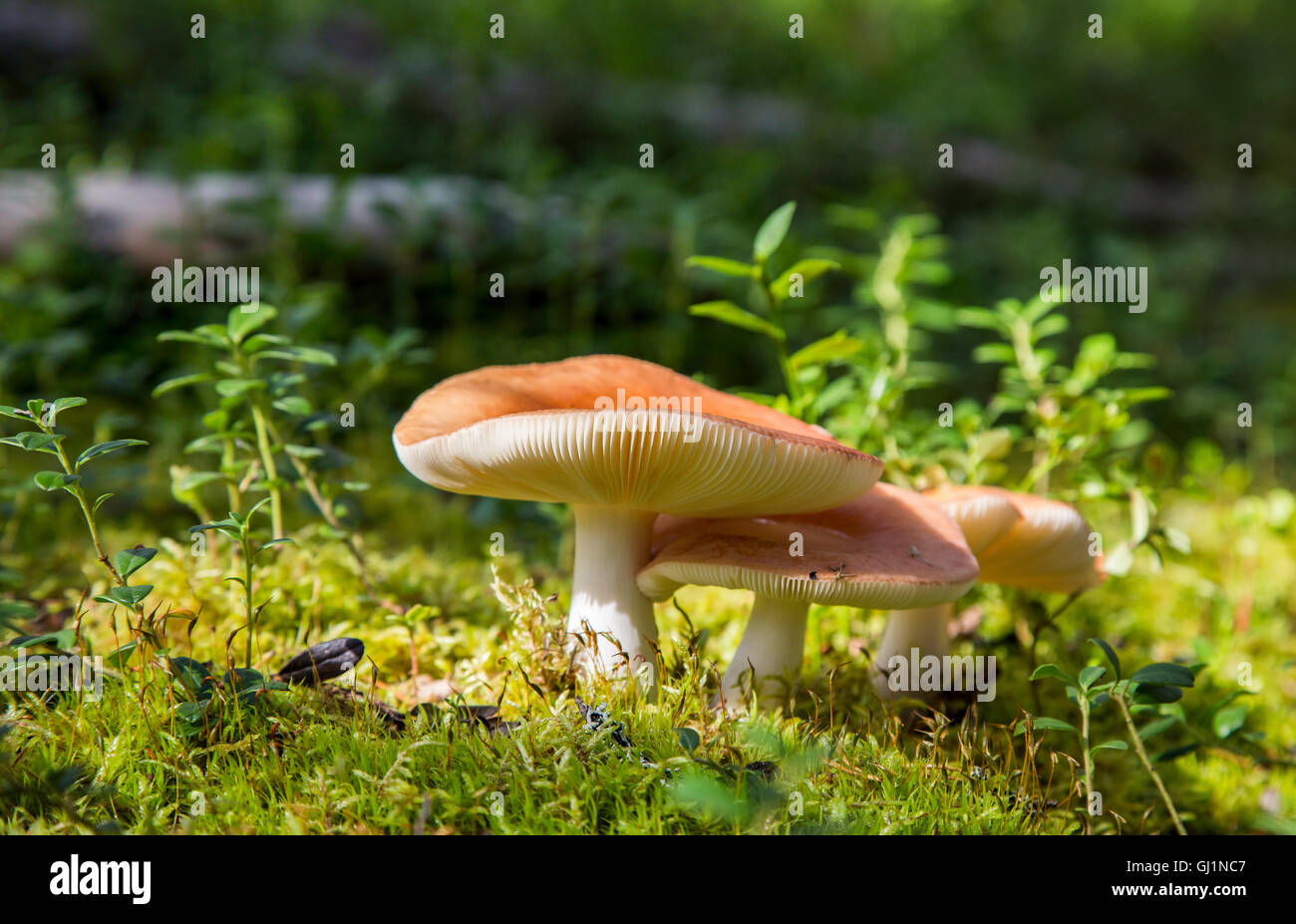 Bunte ubling Pilze im Wald in der Nähe von Rovaniemi, Lappland, Finnland Stockfoto