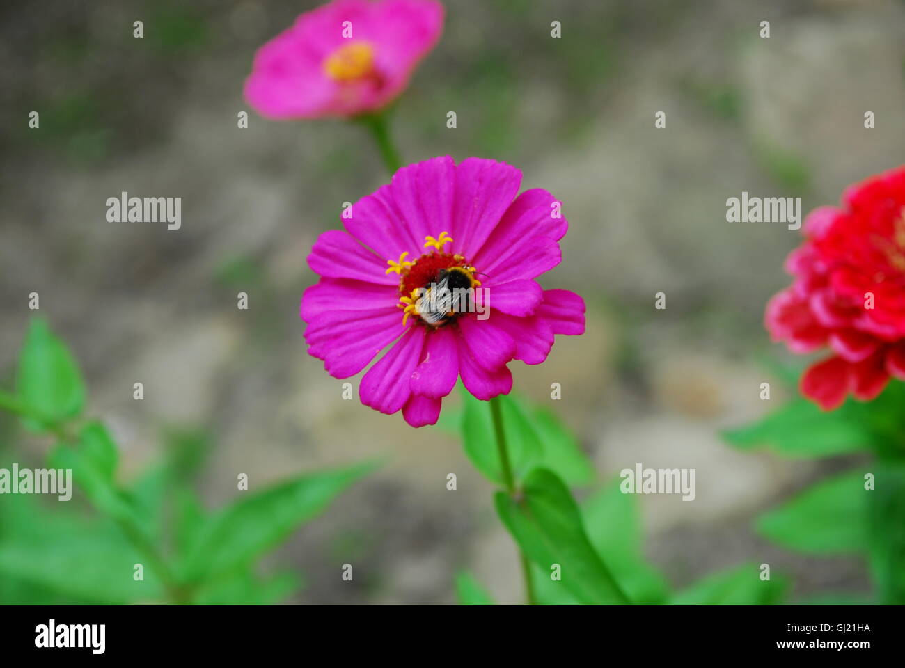 Zinnia Stockfoto