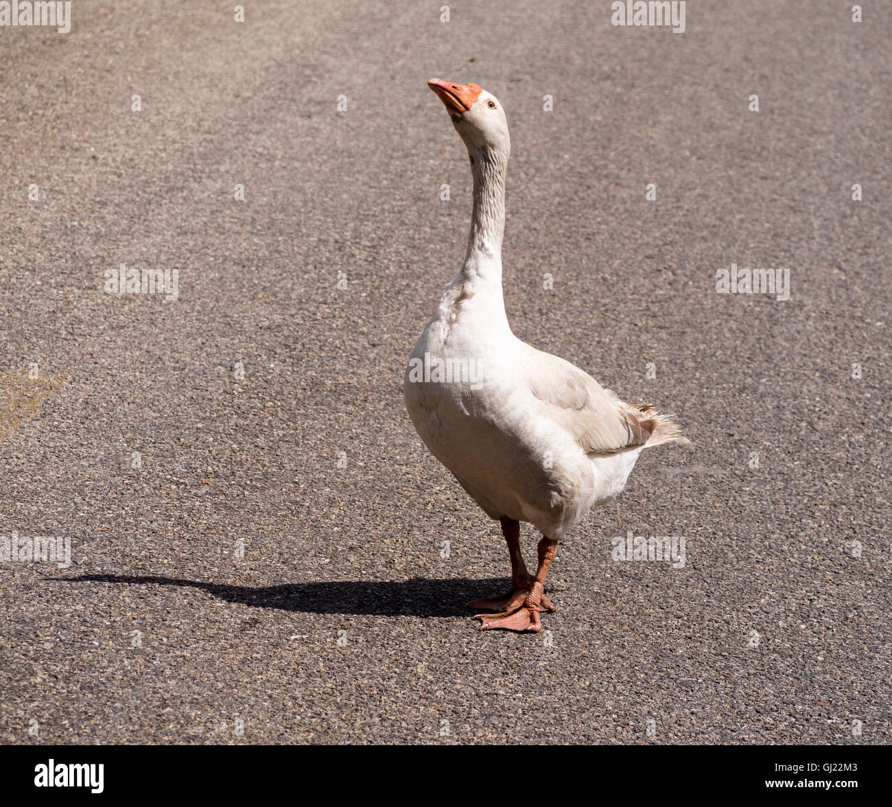 Territoriale Gans Beurteilung. Eine weiße inländischen Gans checkt den menschlichen Wettbewerb, wie er sein Revier auf der Landstraße behauptet Stockfoto