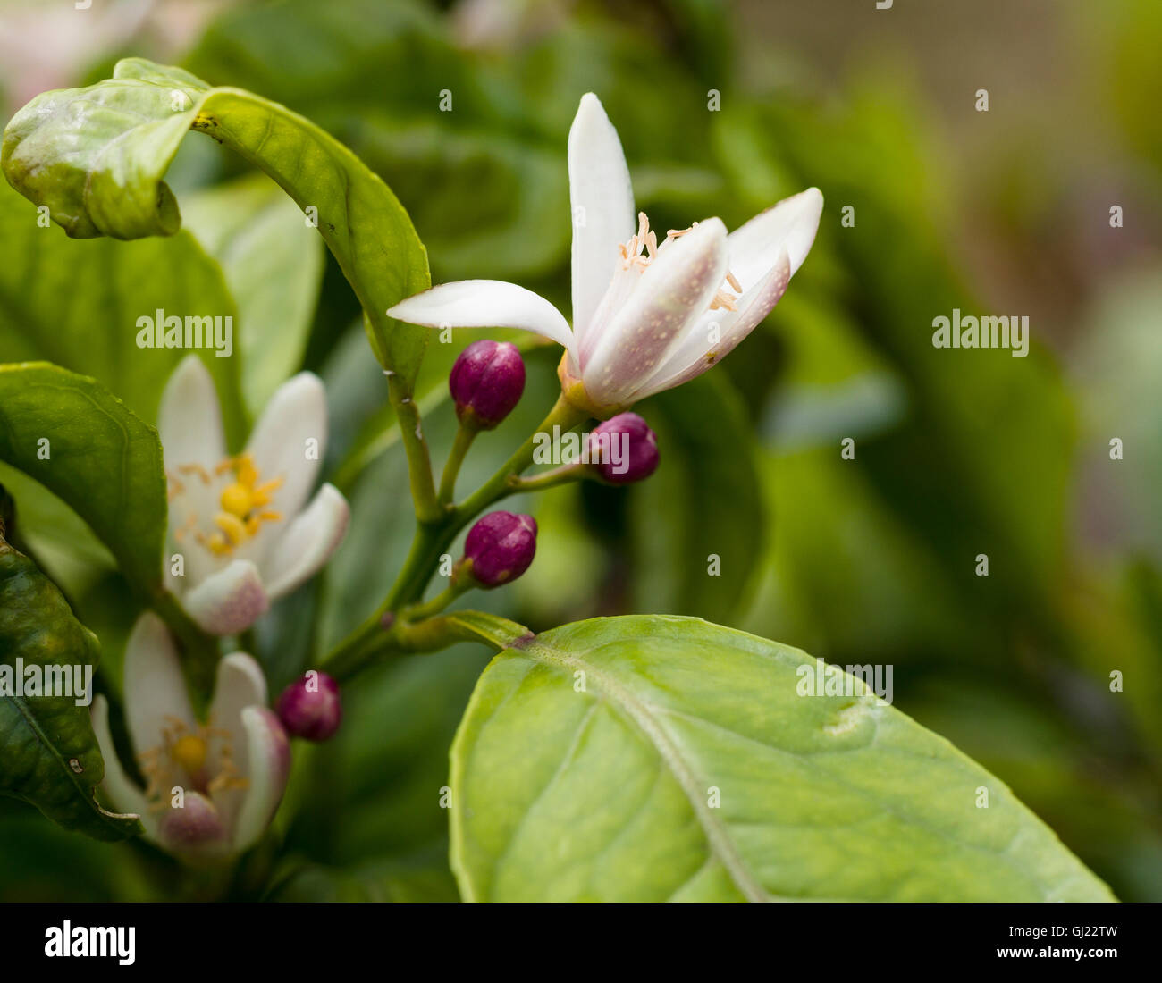 Blumen und Blüten von einem Orangenbaum. Blätter und Frühlingsblumen auf einem Lager orange Baum in einem Garten Obstgarten von Sao Miguel Stockfoto