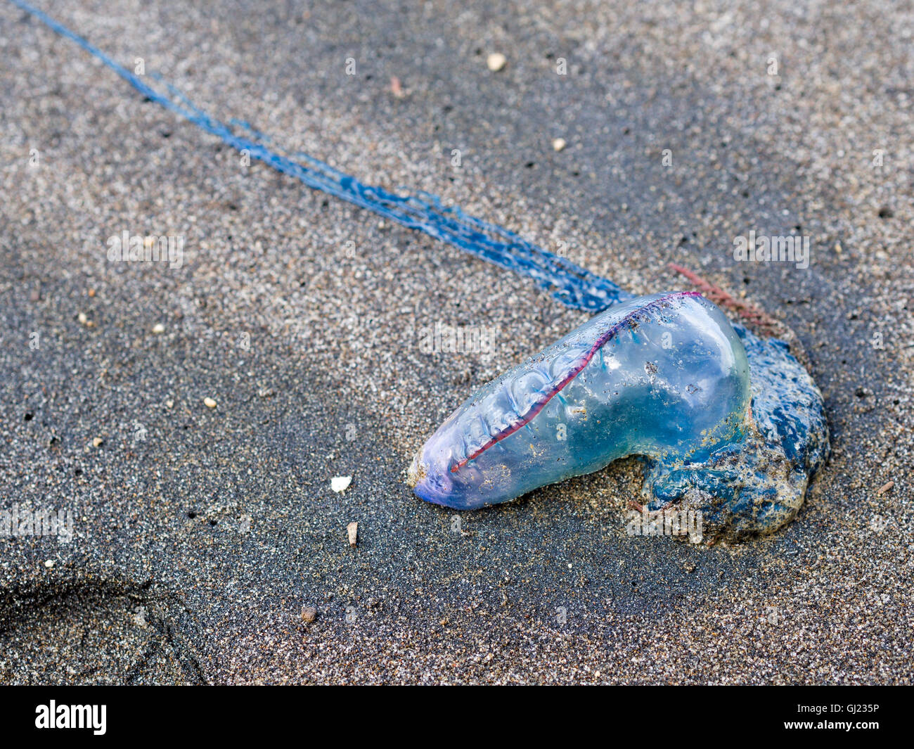 Kleine Mann o Krieg Quallen auf dem Sand. Eine kleine blaue und rote Qualle auf einem dunklen Sandstrand von der Flut angespült. Stockfoto