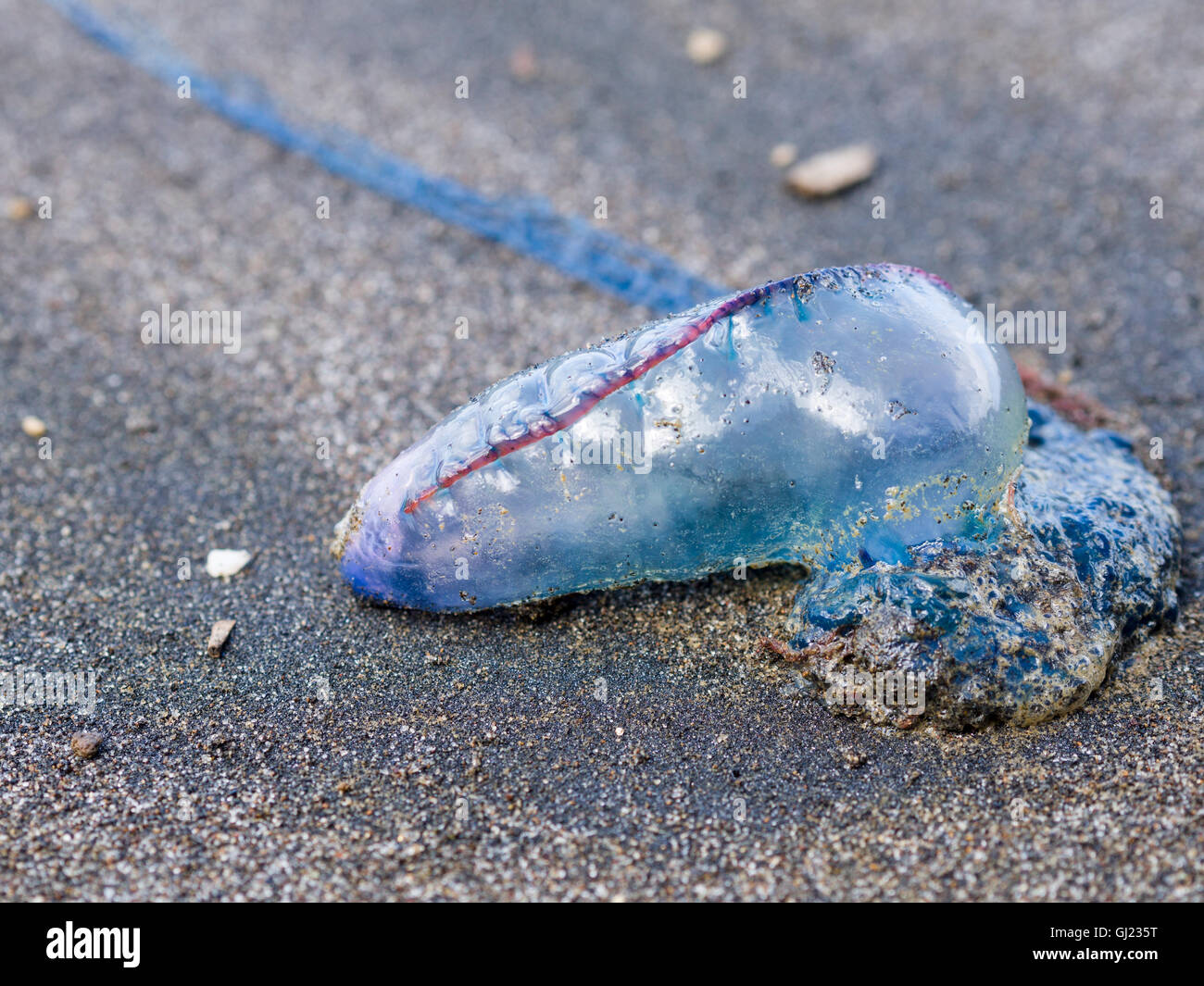 Kleine Mann o Krieg Quallen auf dem Sand. Eine kleine blaue und rote Qualle auf einem dunklen Sandstrand von der Flut angespült. Santa Barbara Stockfoto