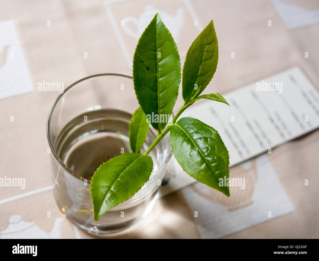 Zweig des Tees in einem Glas Wasser. Ein Zweig von einem Tee Strauch schmückt einen Tisch im Café des Cha Porto Formoso-Tee-Plantage. Stockfoto