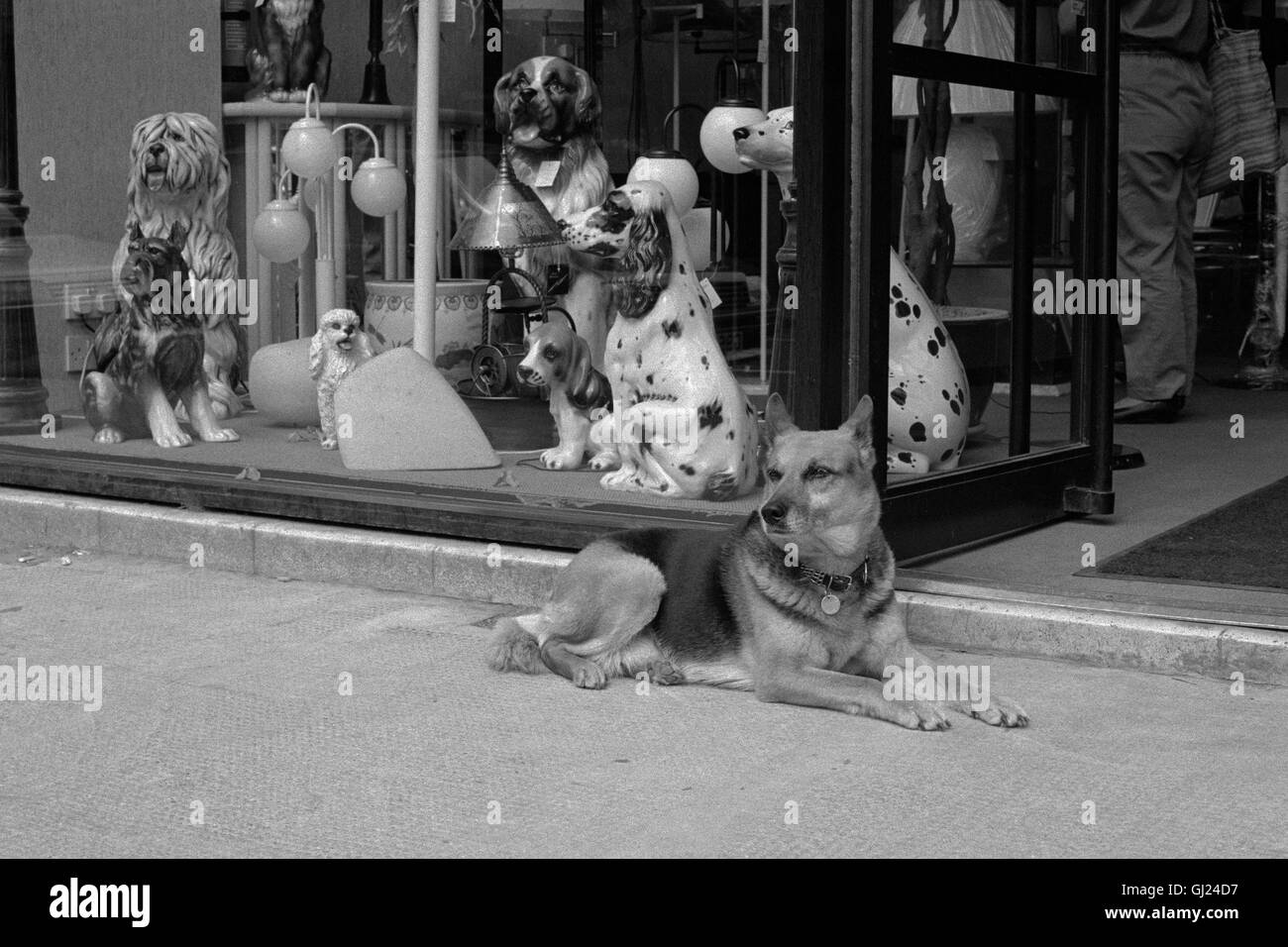 Warten geduldig außen Shop mit Fenster mit China Hunde Hund. Glasgow 1990 Stockfoto