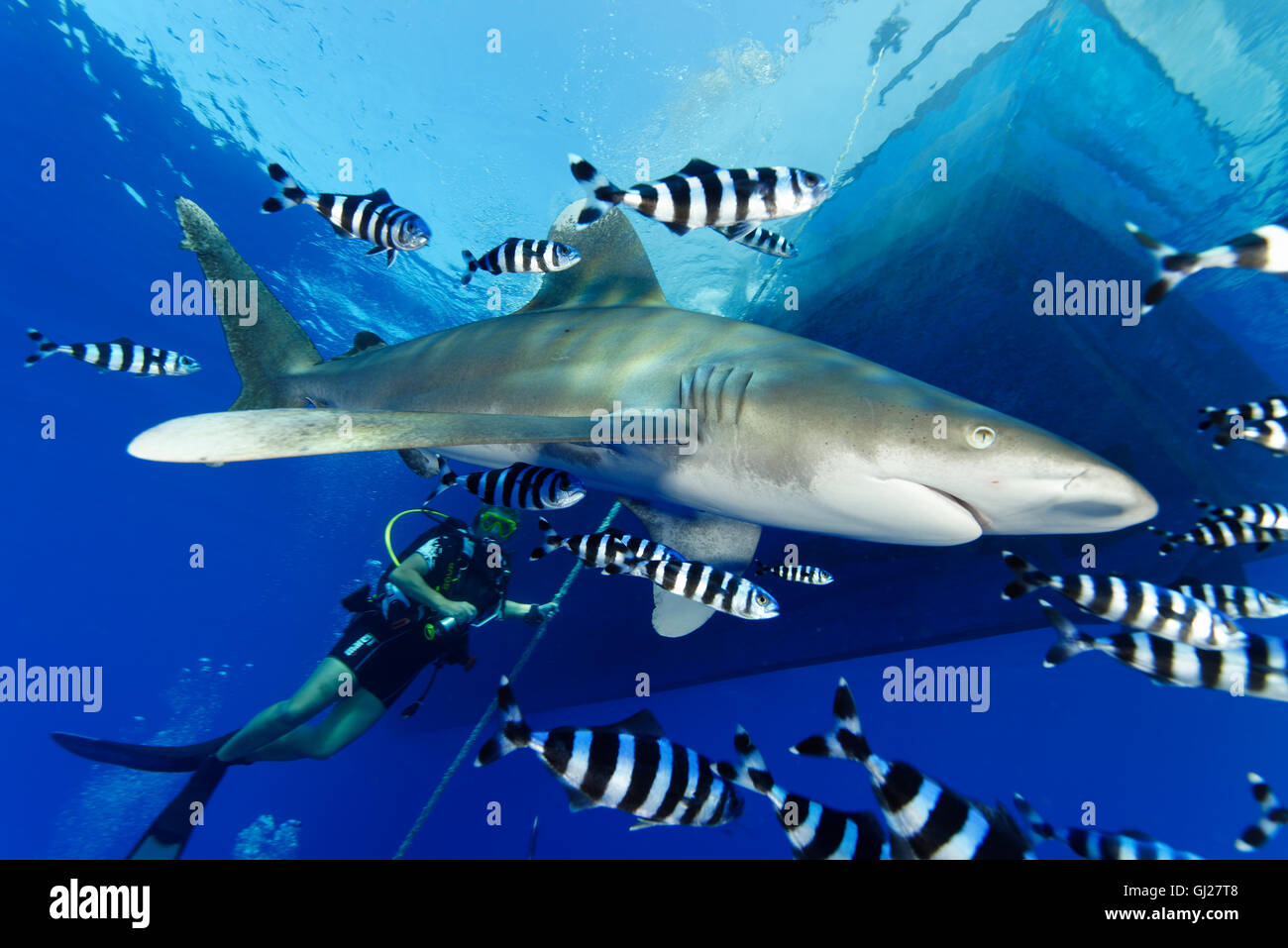 Ozeanische Weißspitzen Hai mit Pilotfish und Scuba Diver, Daedalus Reef, Rotes Meer, Ägypten Stockfoto