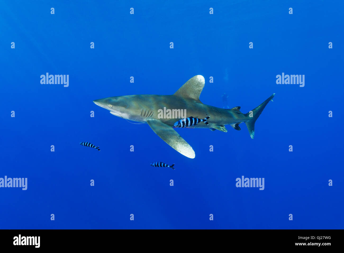 Carcharhinus Longimanus Naucrates Fortschreitens, Oceanic Weißspitzen Hai mit Pilot Fisch, Pilotfish, Daedalus Riff, Rotes Meer, Ägypten Stockfoto