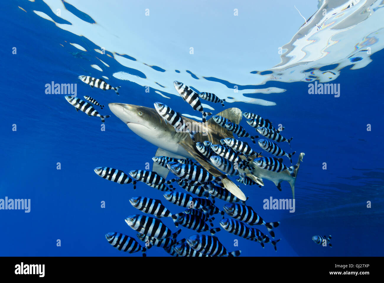 Carcharhinus Longimanus, Naucrates Fortschreitens, Oceanic Weißspitzen Hai mit Pilot Fisch, Pilotfish, Daedalus Riff, Rotes Meer, Ägypten Stockfoto