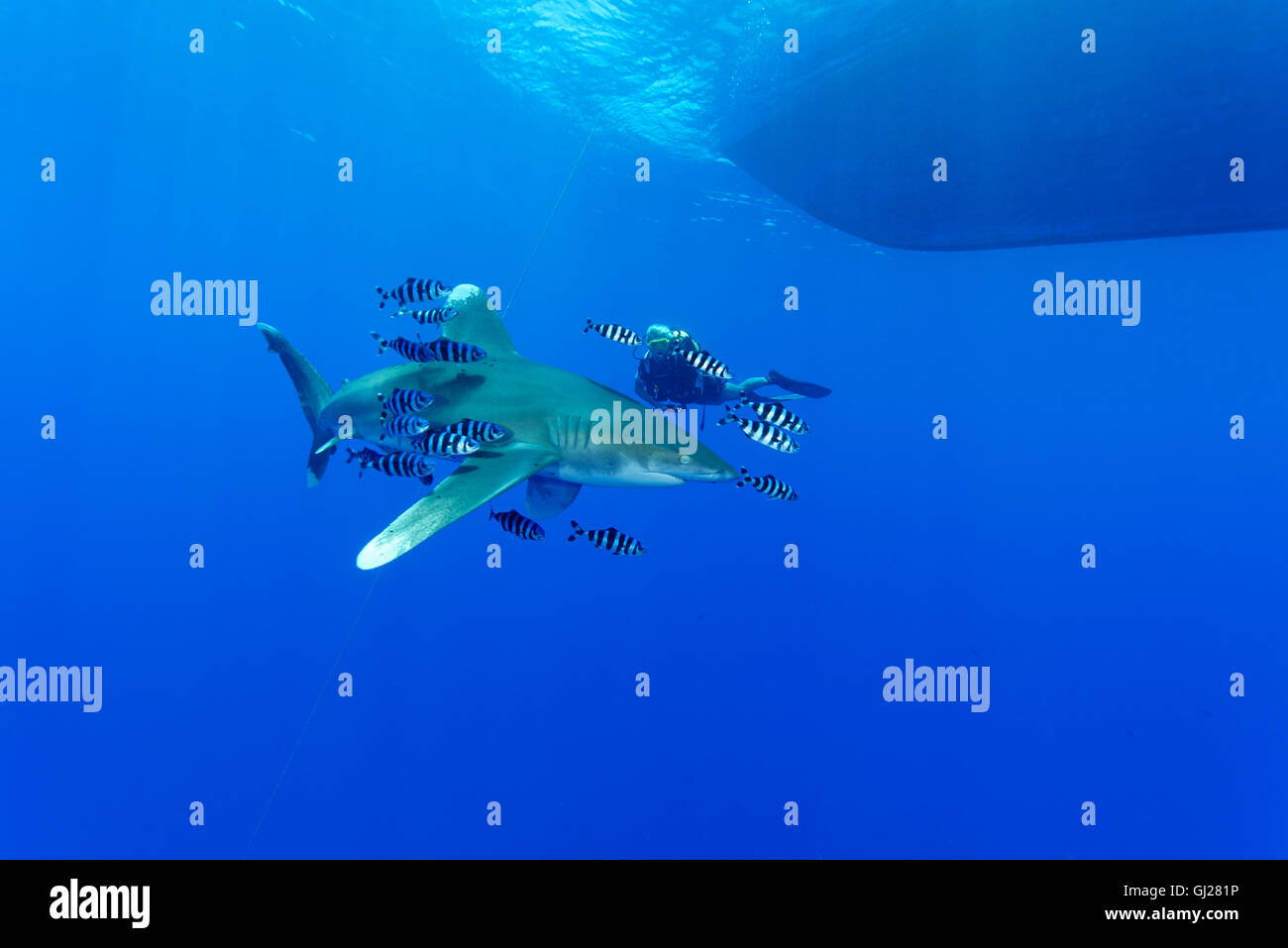 Ozeanische Weißspitzen Hai mit Pilotfish und Scuba Diver, Daedalus Reef, Rotes Meer, Ägypten Stockfoto
