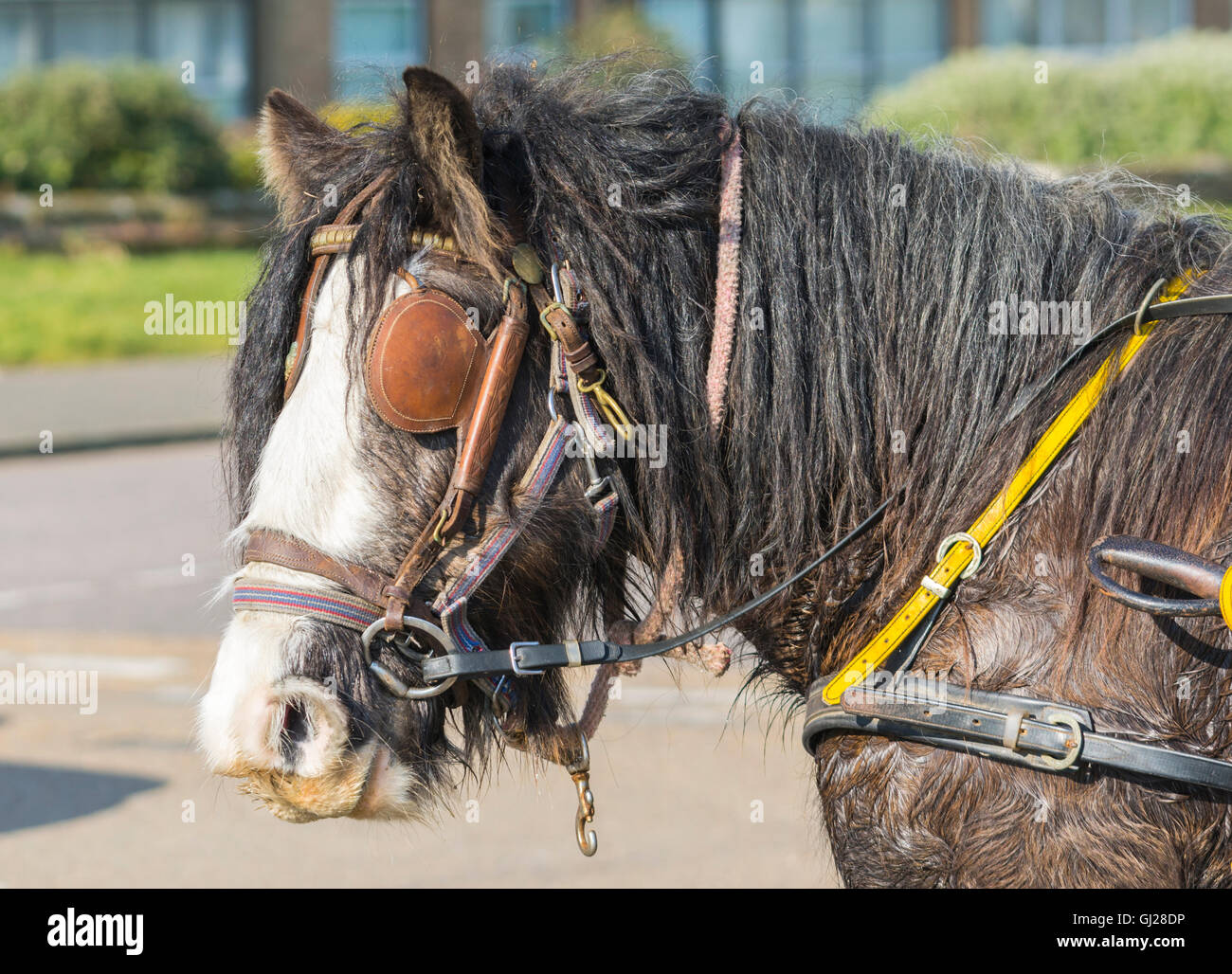 Gypsy Pferdekopf suchen vernachlässigte und schmutzig. Stockfoto