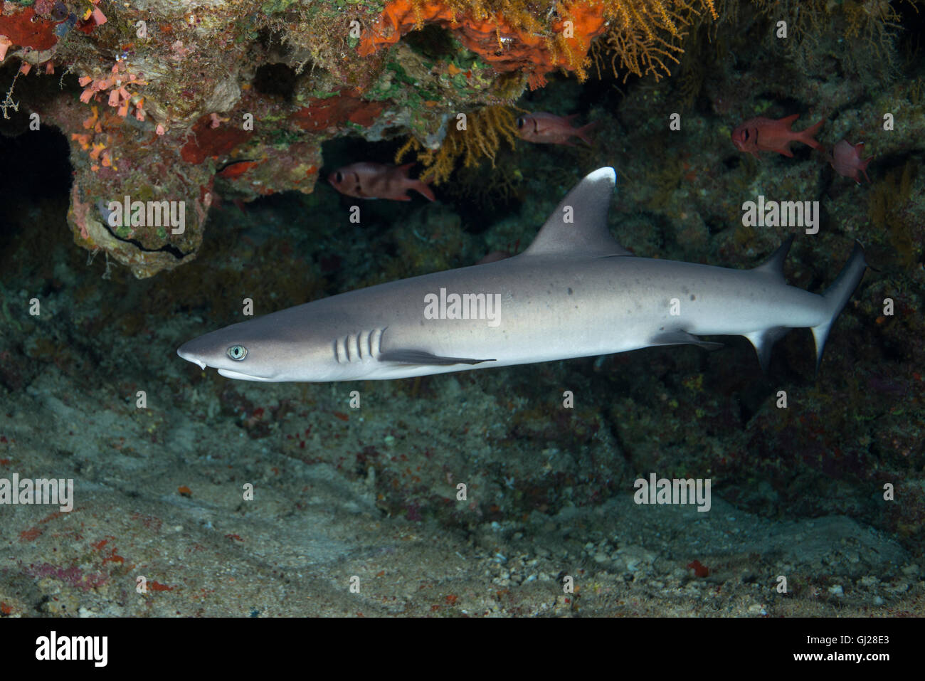 Triaenodon Obesus, Weißspitzen-Riff-Hai, Wadi Gimal, Marsa Alam, Rotes Meer, Ägypten, Afrika Stockfoto