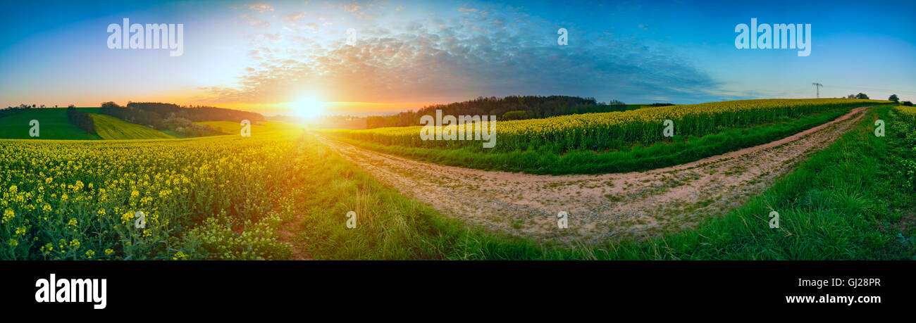 Panorama-Landschaft-Raps Raps Feld Morgen Stockfoto