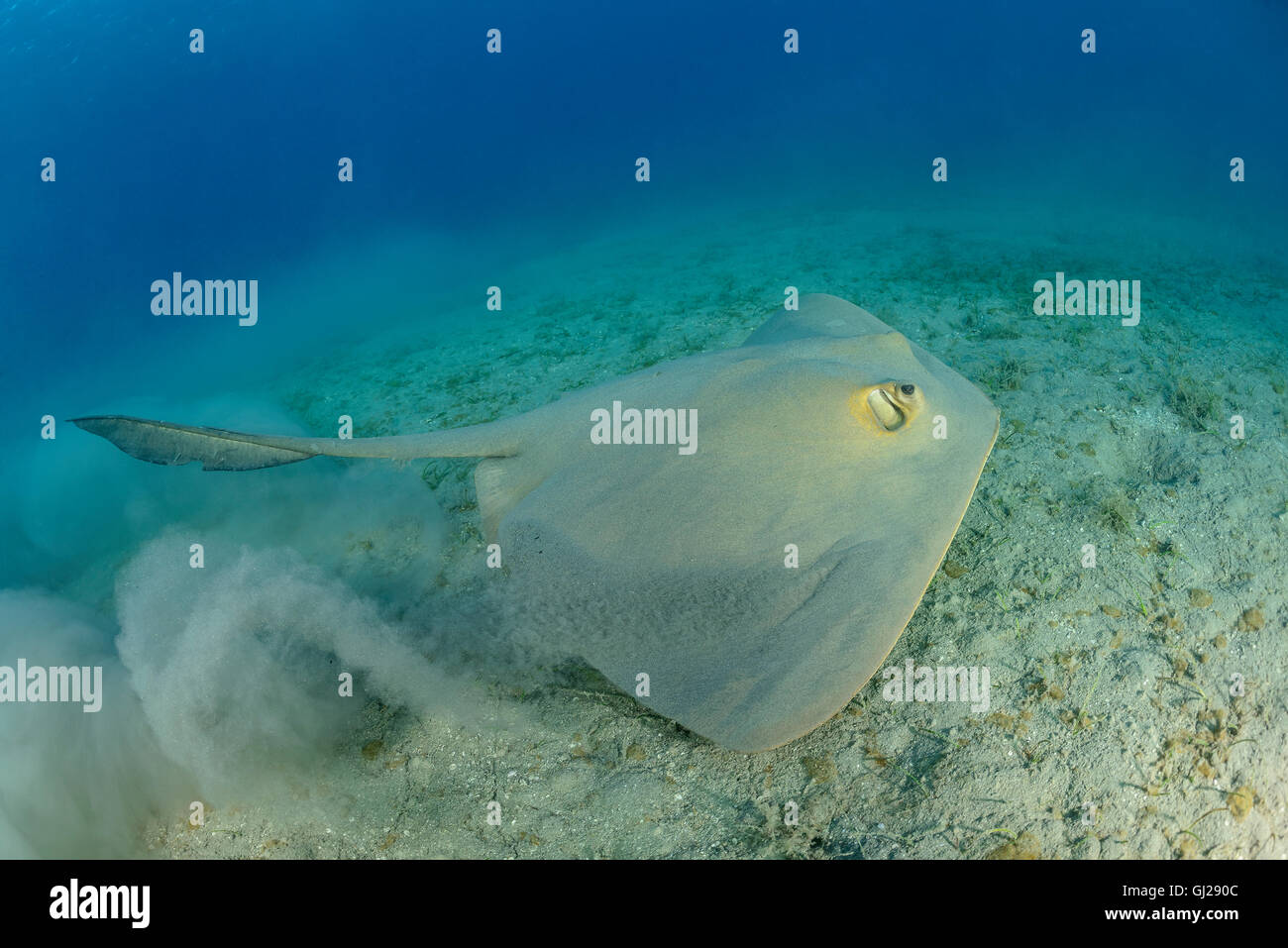 Pastinachus Sephen Hypolophus Sephen, Cowtail Stingray, Wadi Gimal, Marsa Alam, Rotes Meer, Ägypten, Afrika Stockfoto