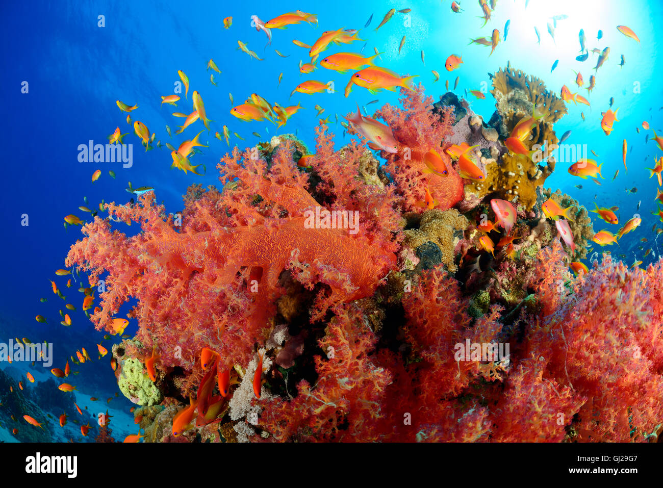 Korallenriff mit Hemprichs rot Struktur Weichkorallen und Orange Basslet oder Meer Goldie, Wadi Gimal, Marsa Alam, Rotes Meer, Ägypten Stockfoto