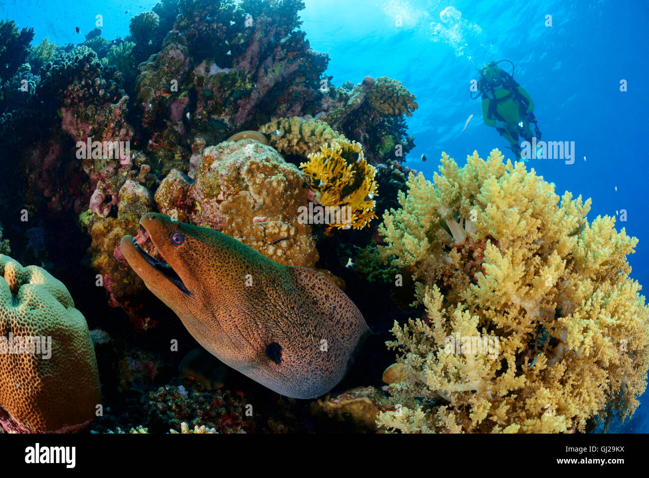 Gymnothorax Javanicus, Riesen-Muräne, Morayeel und Taucher, Wadi Gimal, Marsa Alam, Rotes Meer, Ägypten, Afrika Stockfoto