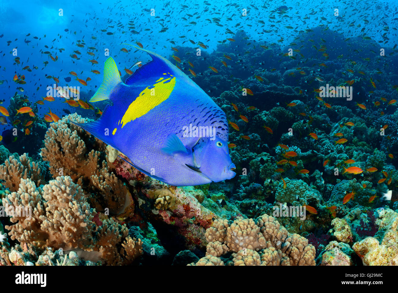 Pomacanthus Maculosus, Yellowbar Kaiserfisch, Wadi Gimal, Marsa Alam, Rotes Meer, Ägypten Stockfoto