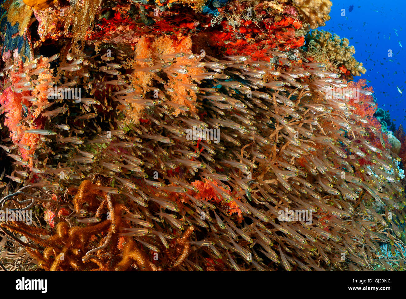 Beginnt Ransonneti, Untiefe von Zwerg-Kehrmaschine, Wadi Gimal, Marsa Alam, Rotes Meer, Ägypten, Afrika Stockfoto