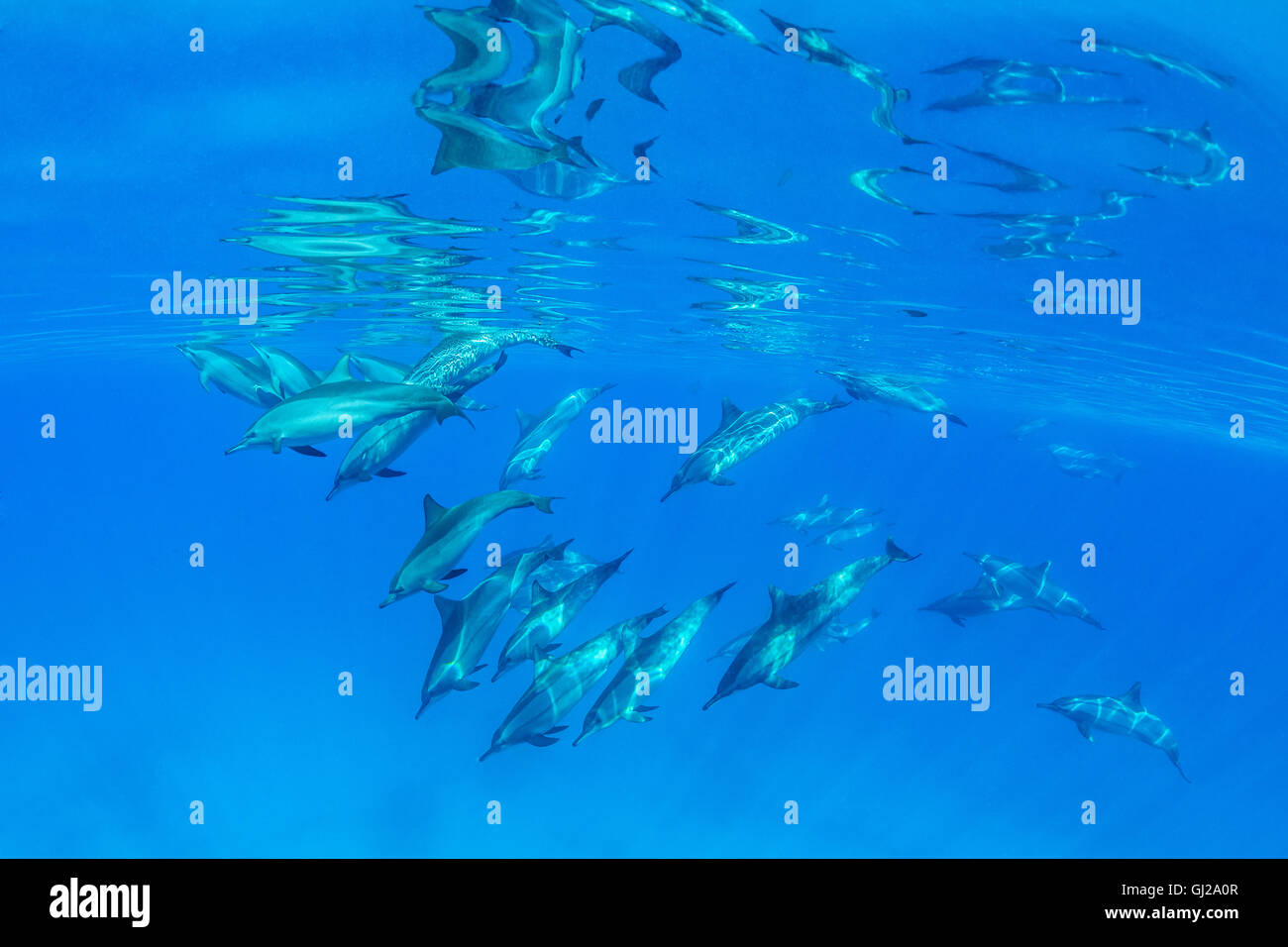 Stenella Longirostris, Schule Long-snouted Spinner Delphin, Delfine, Wadi Gimal, Marsa Alam, Rotes Meer, Ägypten, Afrika Stockfoto