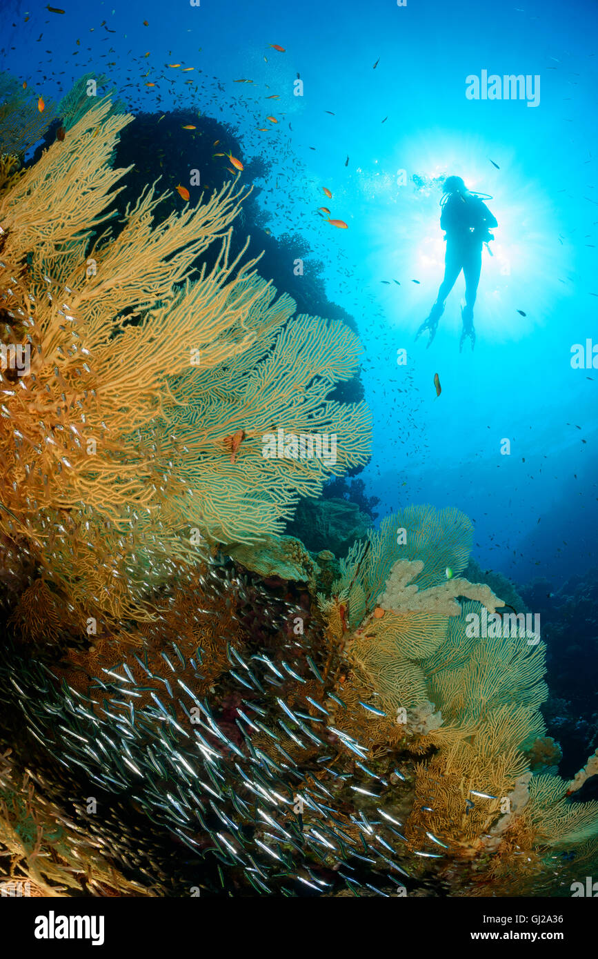 Welle und Scuba Diver mit riesigen Fächerkorallen, Glassfish und juvenile Barrakudas, Safaga, Rotes Meer, Ägypten Stockfoto