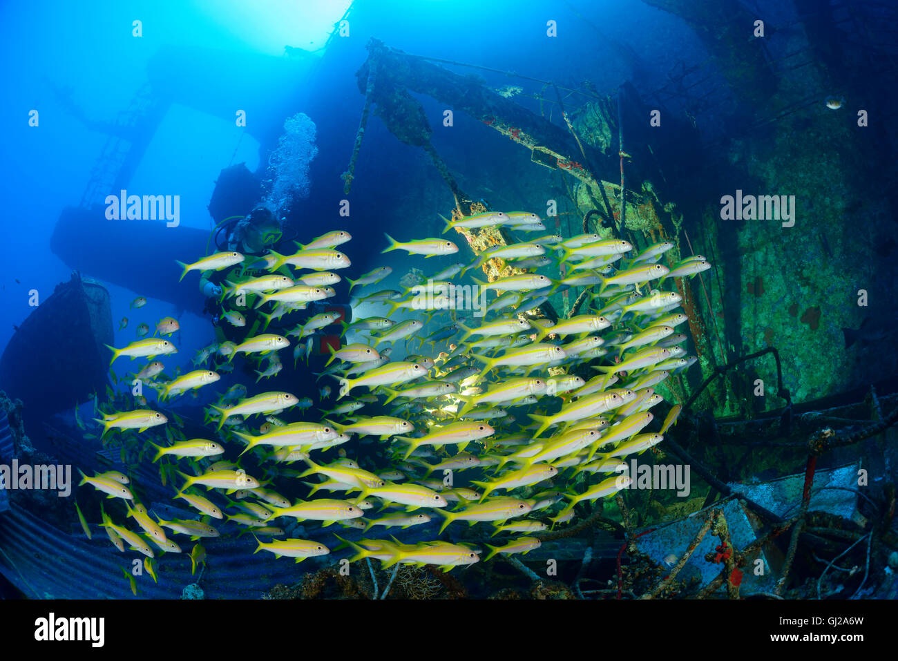 Schiffbruch erleiden Sie, Salem Express, Taucher mit Schule Yellowfin Goatfish auf dem Schiff Wrack, Safaga, Rotes Meer, Ägypten Stockfoto