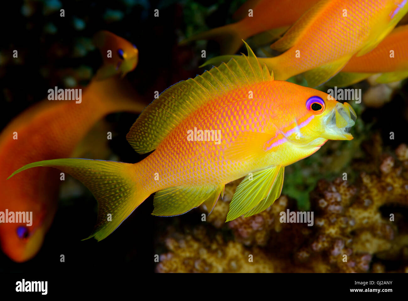 Pseudanthias Squammipinnis, weibliche Lyretail Anthias, Meer Goldie, Red Coral Barsch, Safaga, Rotes Meer, Ägypten Stockfoto