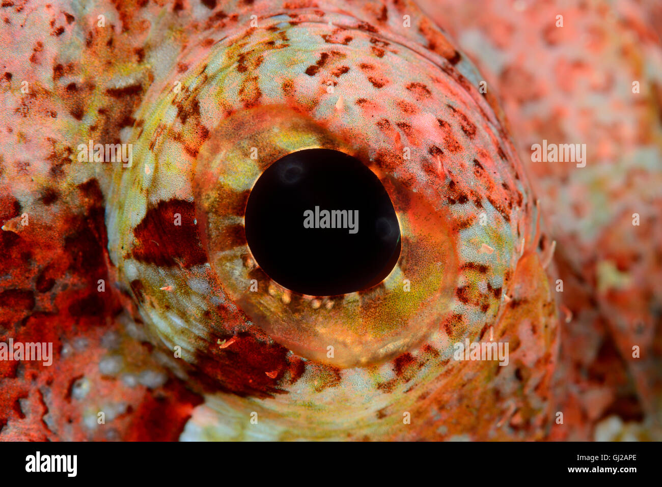 Scorpaenopsis Oxycephala, Auge des bärtigen Drachenköpfe, detail, Safaga, Rotes Meer, Ägypten, Afrika Stockfoto