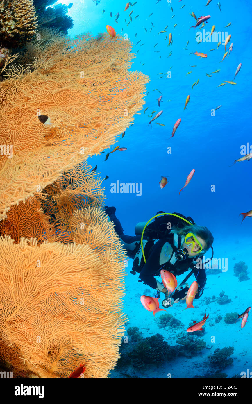 Korallenriff mit riesigen Gorgonien oder Gorgonien und Scuba Diver, Safaga, Rotes Meer, Ägypten Stockfoto