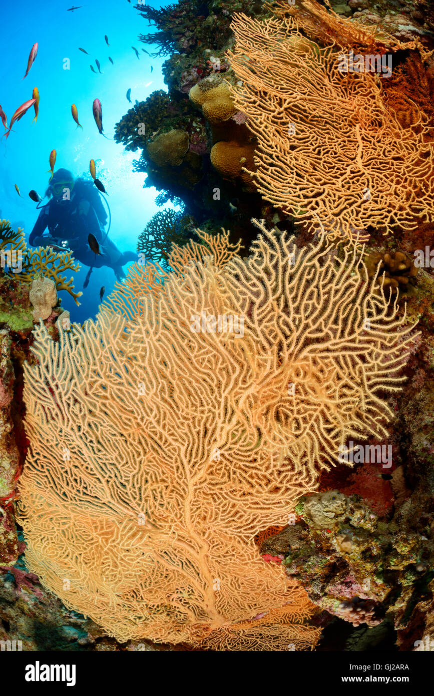 Korallenriff mit riesigen Gorgonien oder Gorgonien und Scuba Diver, Safaga, Rotes Meer, Ägypten Stockfoto
