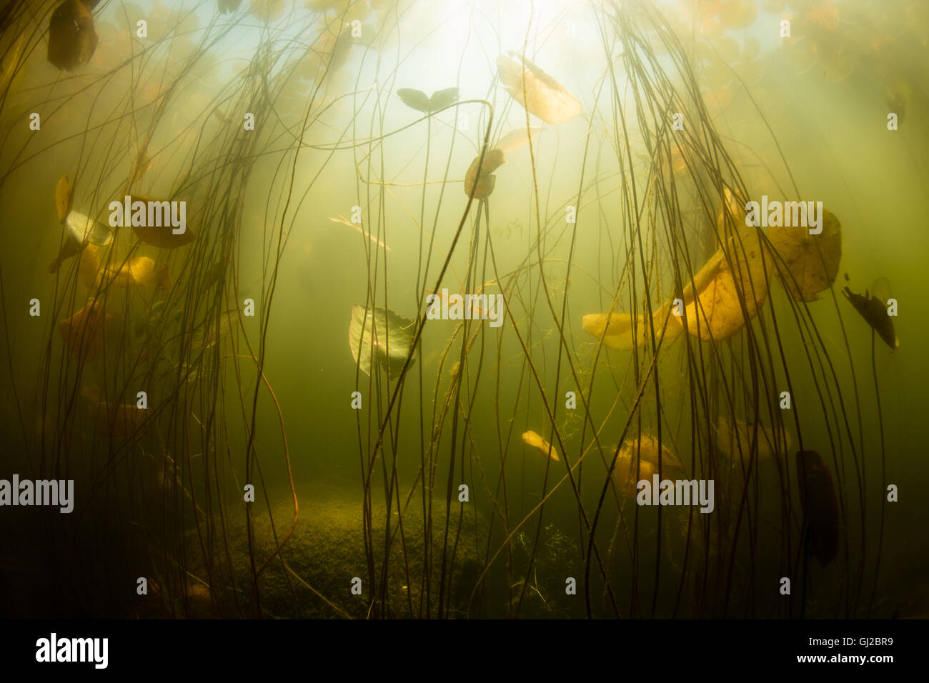 Ein Gewirr von Seerosen wächst in einem flachen Süßwassersee in Neu-England. Aquatische Vegetation wächst wild in den Sommermonaten. Stockfoto