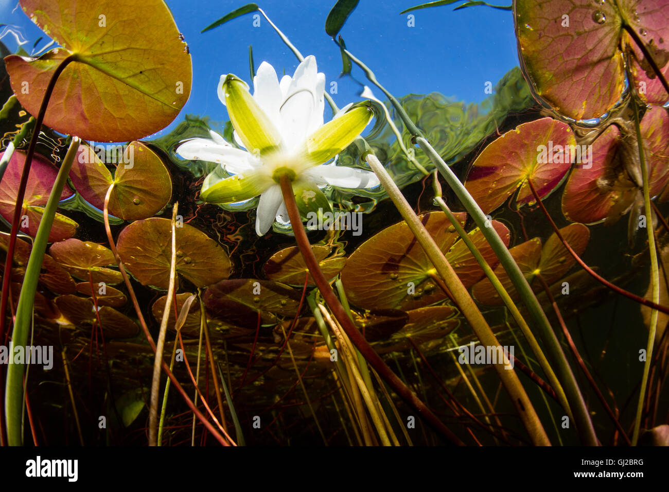 Eine aquatische Lilie blüht in einem flachen Süßwassersee in Neu-England. Aquatische Vegetation wächst wild in den Sommermonaten. Stockfoto