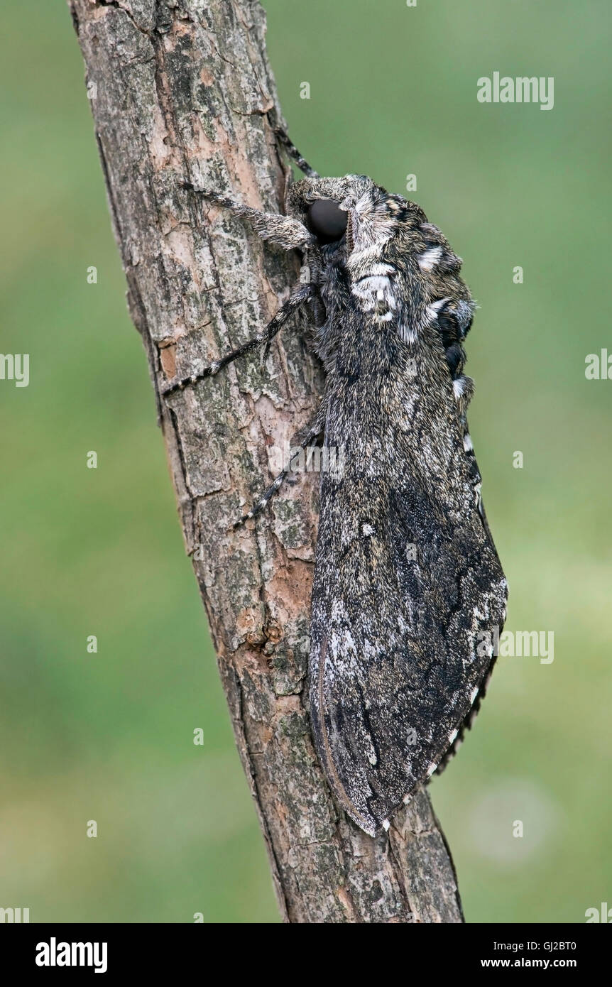 Tabak Hornworm, aka Tomaten Hornworm Erwachsenen Carolina Sphinx Moth (Manduca Sexta) Michigan USA Stockfoto