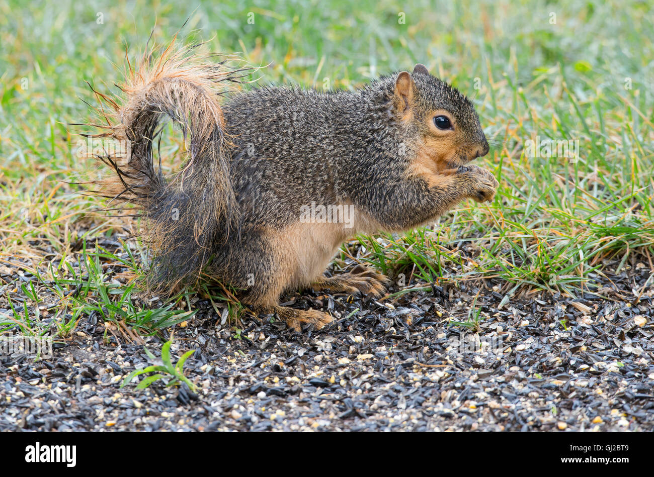 Eastern Fox Squirrel (Sciurus niger) füttert Vogelsamen, in der Nähe von Vogelfutterhäuschen, Park, E NA, von Skip Moody/Dembinsky Photo Assoc Stockfoto