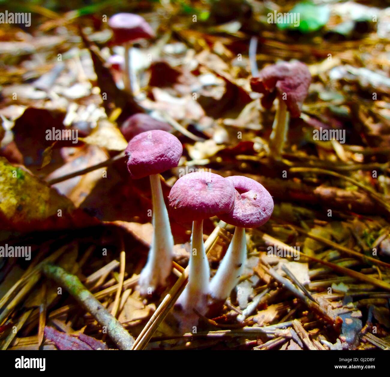 Nahaufnahme von einer Gruppe von lila Pilze im Wald. Stockfoto