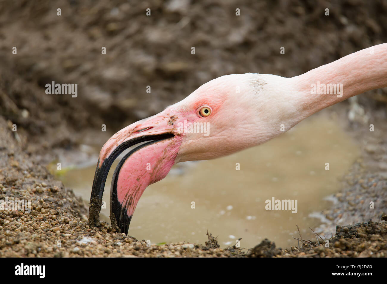 Porträt von Rose Flamingo Phoenicopterus Roseus hautnah Stockfoto