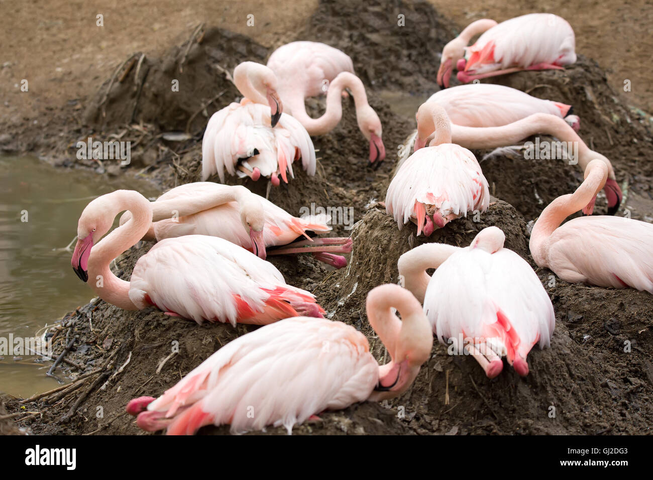 Verschachtelung Rose Flamingo mit Eng im Nest, Phoenicopterus roseus Stockfoto