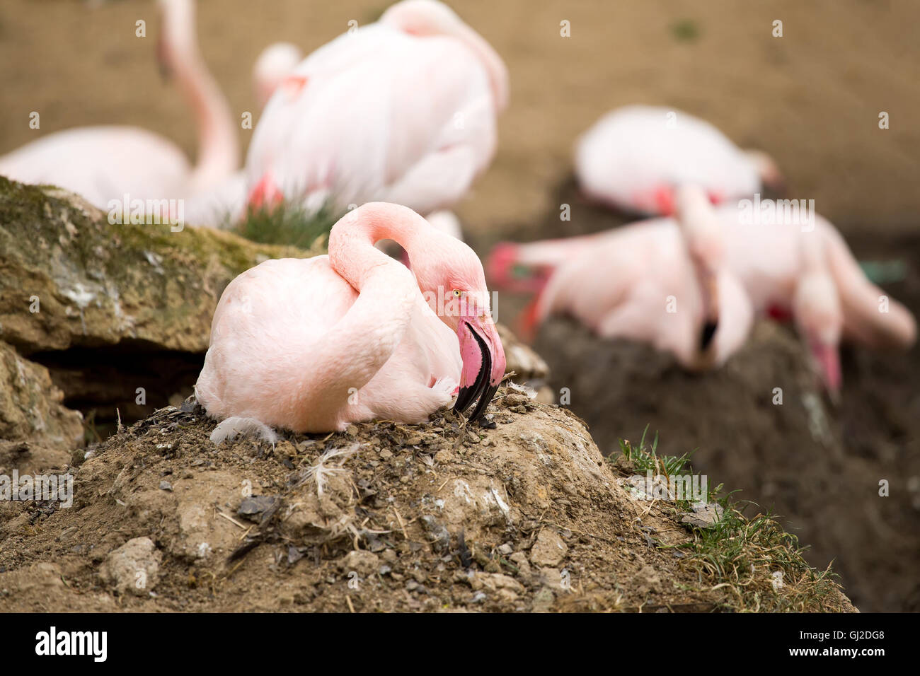 Verschachtelung Rose Flamingo mit Eng im Nest, Phoenicopterus roseus Stockfoto