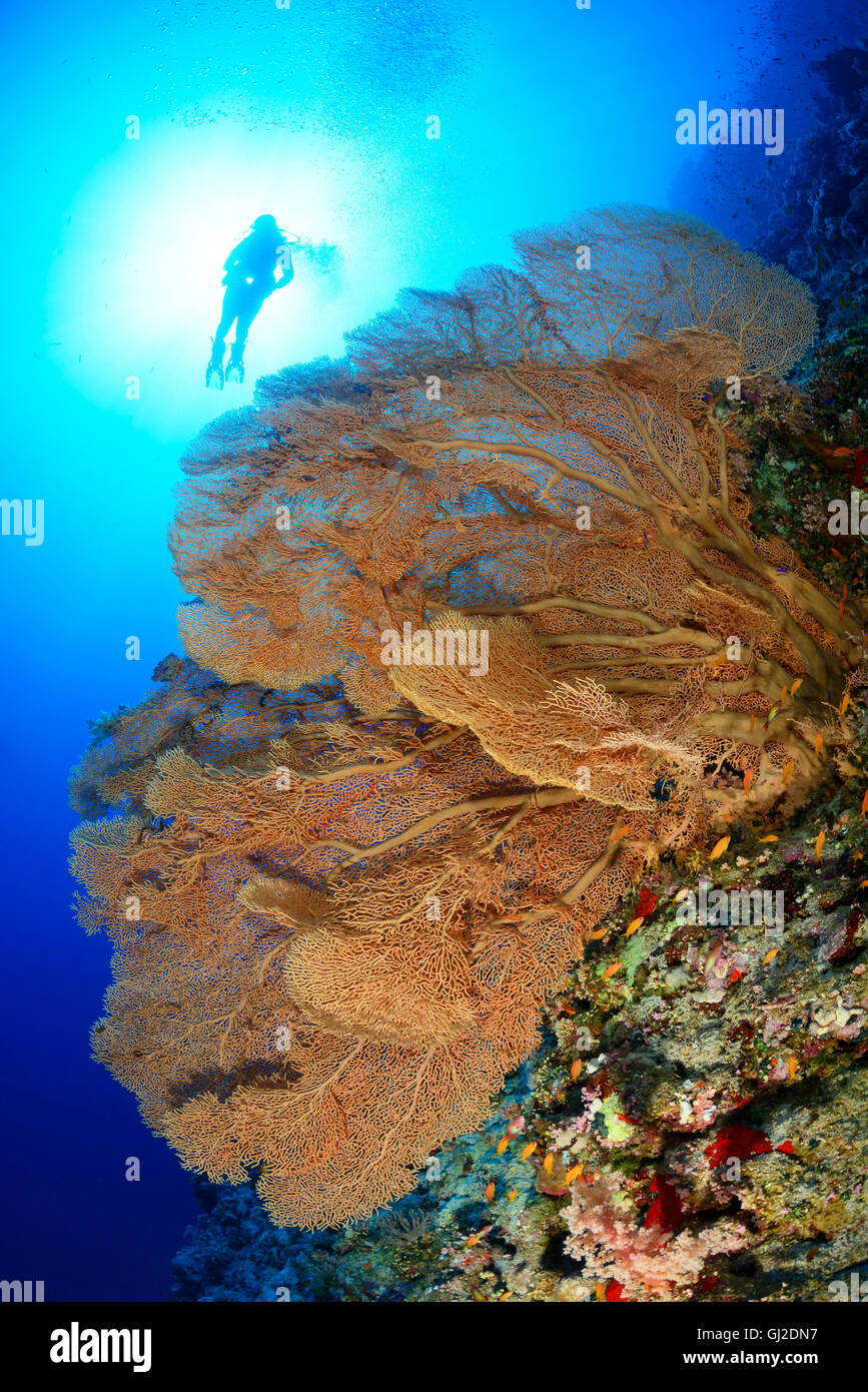 Korallenriff mit riesigen Gorgonien oder Gorgonien und Scuba Diver, Wadi Gimal, Marsa Alam, Rotes Meer, Ägypten Stockfoto