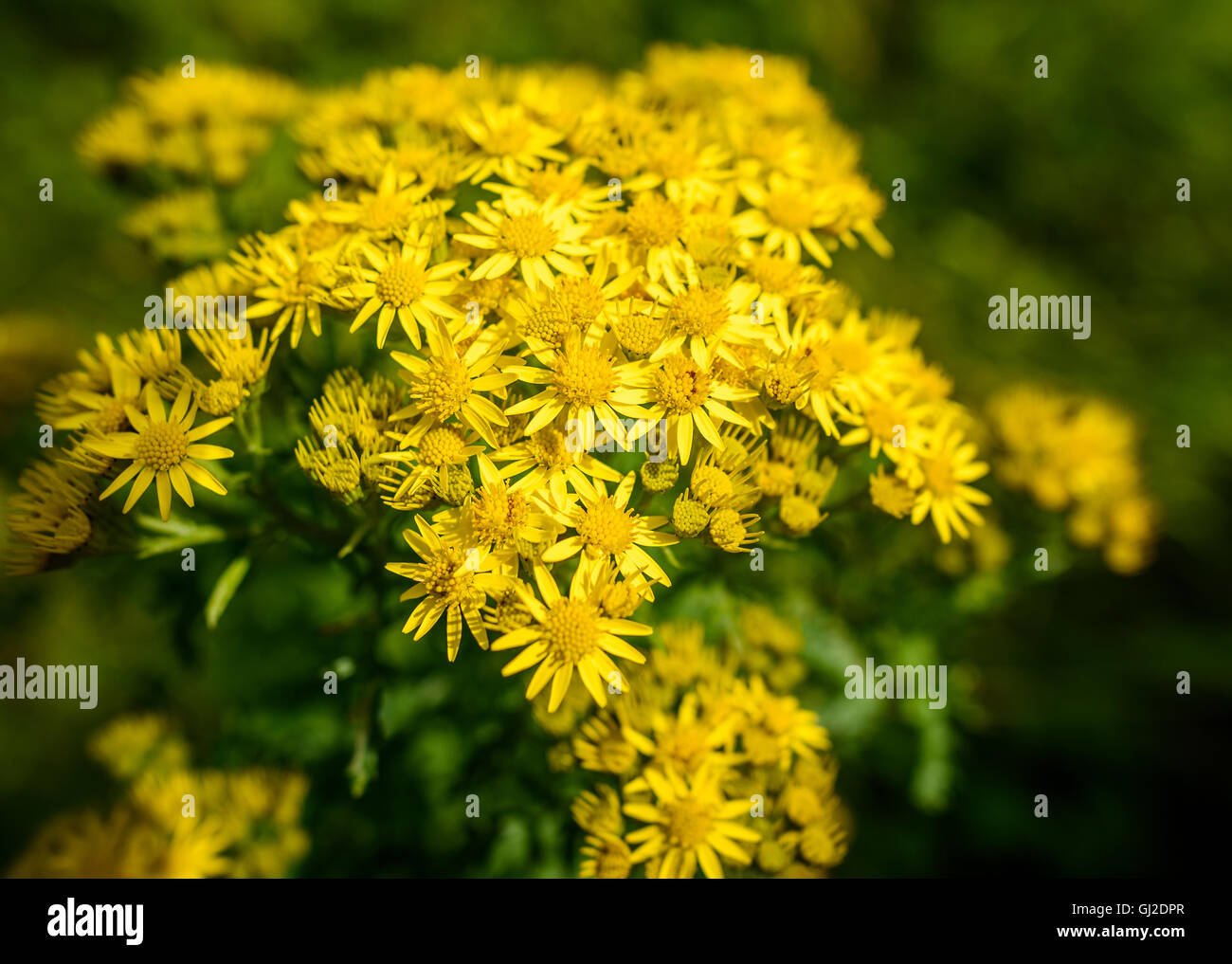 Gelbe Kreuzkraut Blüten im Sommer. Stockfoto