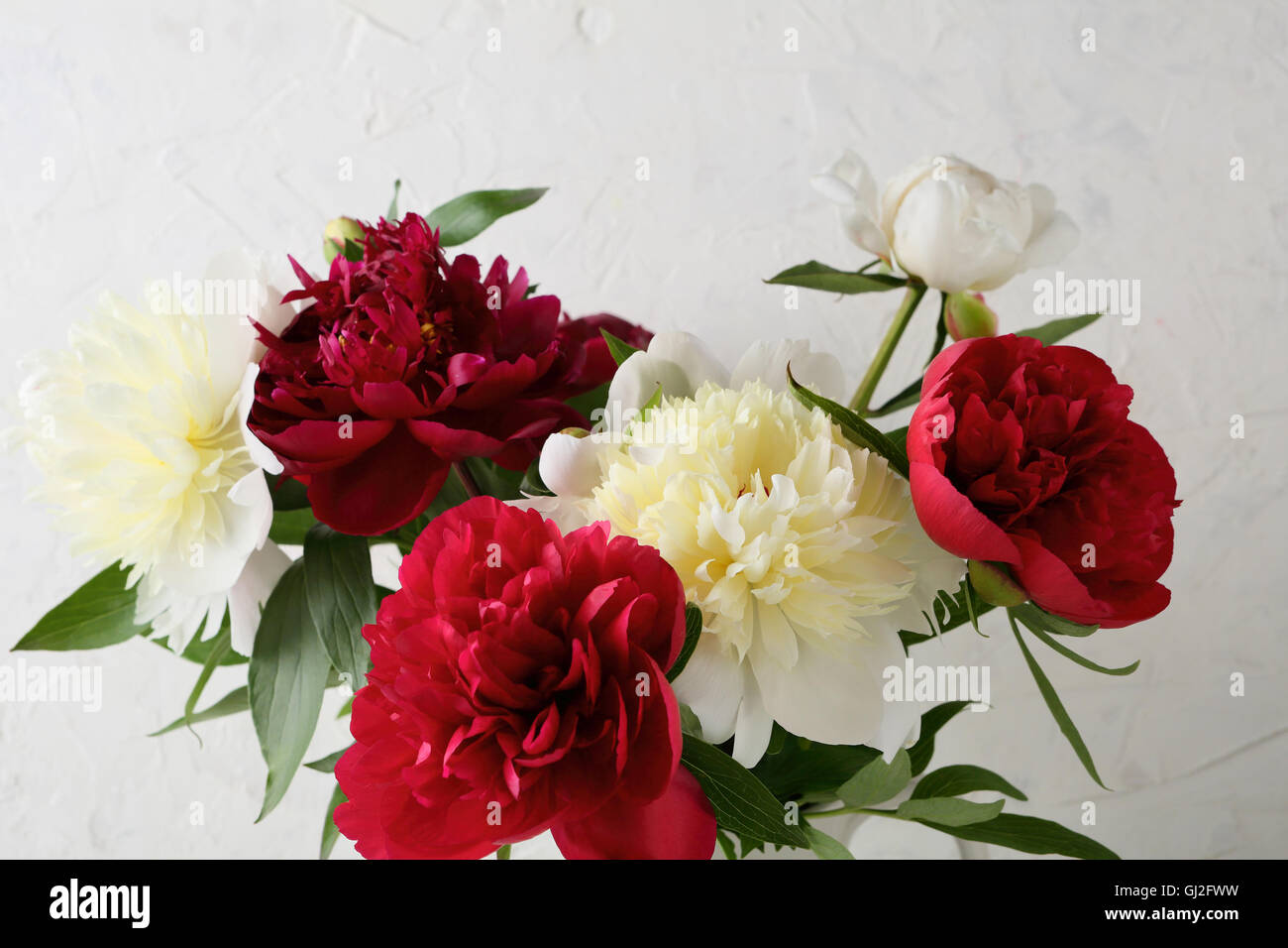 Rote und weiße Pfingstrosen im Hintergrund, Blumen-Nahaufnahme Stockfoto