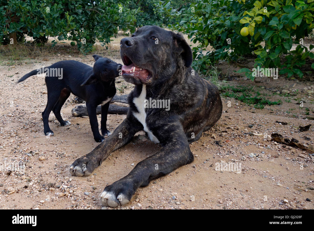 Große und kleine Hunde zusammen spielen Stockfoto
