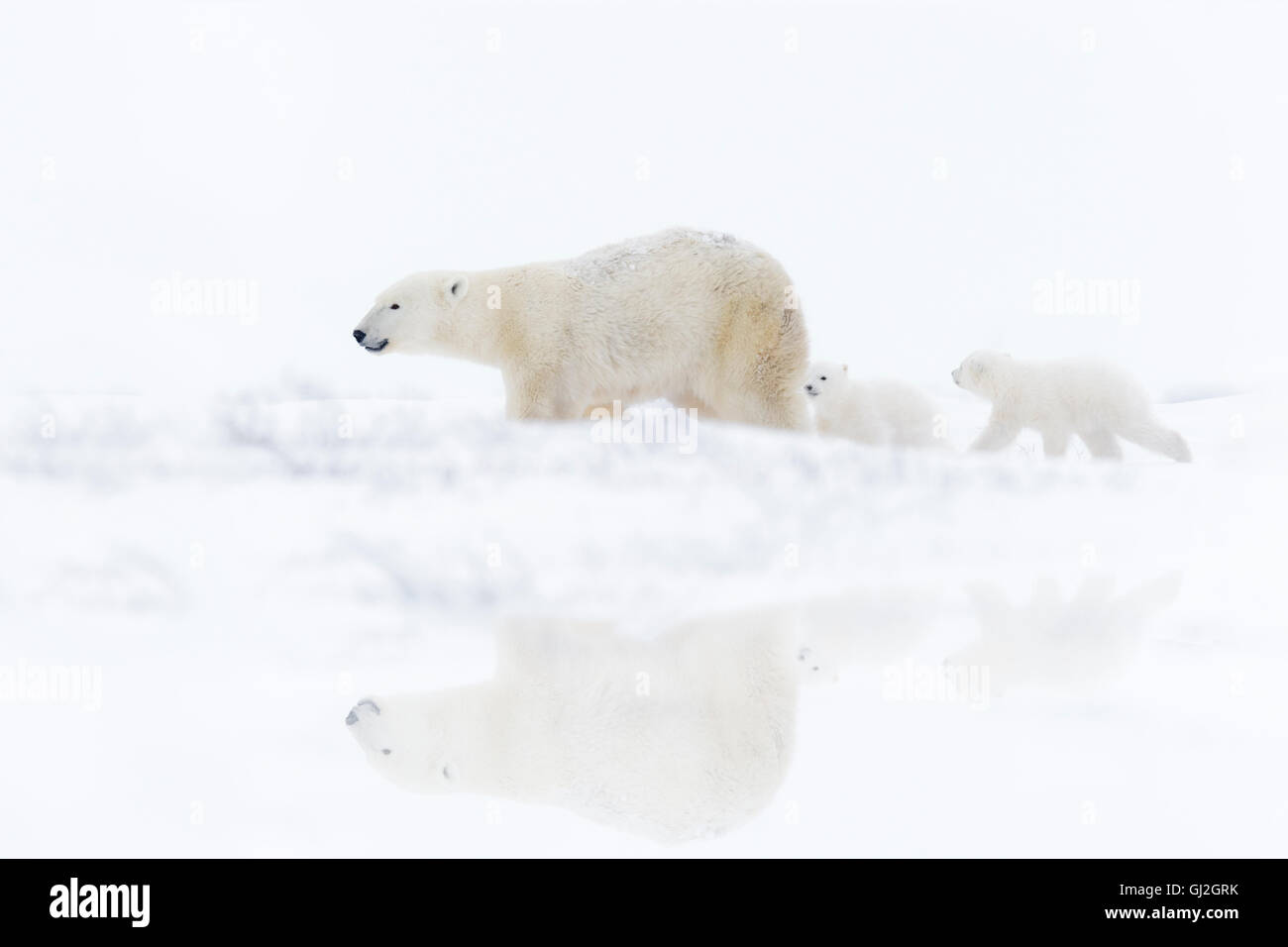 Eisbär-Mutter (Ursus Maritimus) mit zwei jungen zu Fuß auf Tundra mit Reflexion, Wapusk-Nationalpark, Manitoba, Kanada Stockfoto