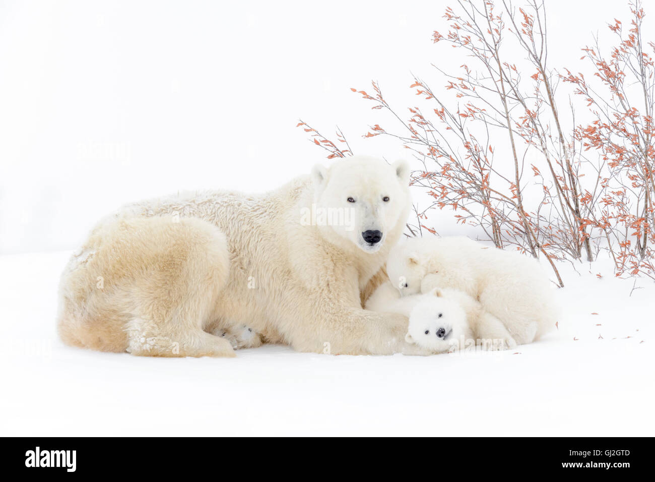 Eisbär-Mutter (Ursus Maritimus) liegend mit zwei spielenden Jungen, Wapusk-Nationalpark, Manitoba, Kanada Stockfoto
