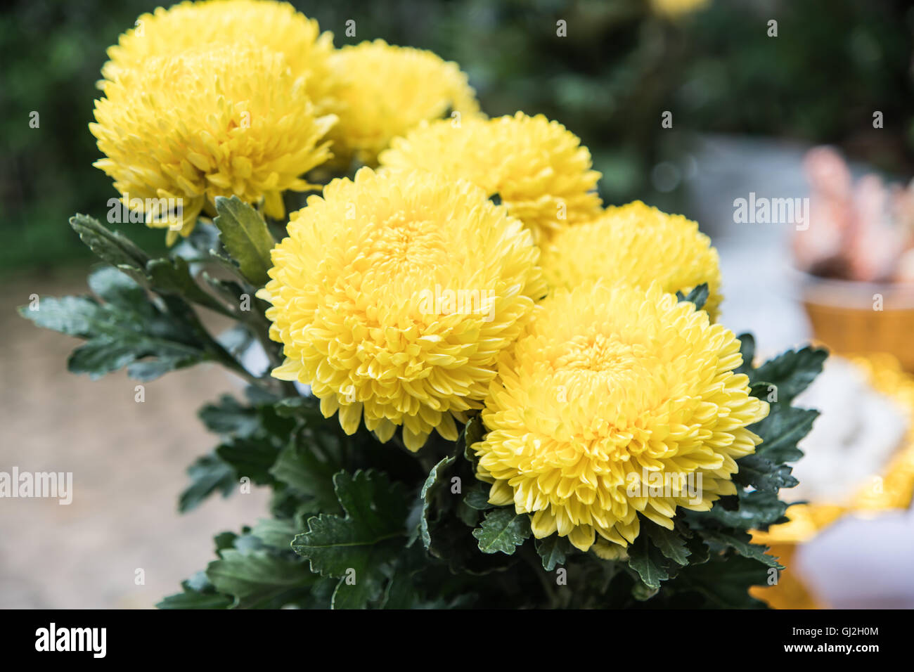 Tagetes (Tagetes Erecta, mexikanische Ringelblume, aztekische Ringelblume, afrikanische Ringelblume) Stockfoto